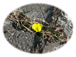 100225_sumire.jpg