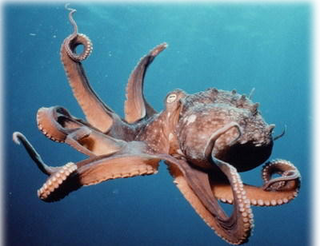 111010_octopus.png
