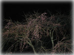 2007_04_06_sakura.jpg