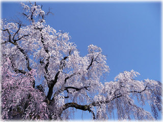 20110407_sakura.jpg